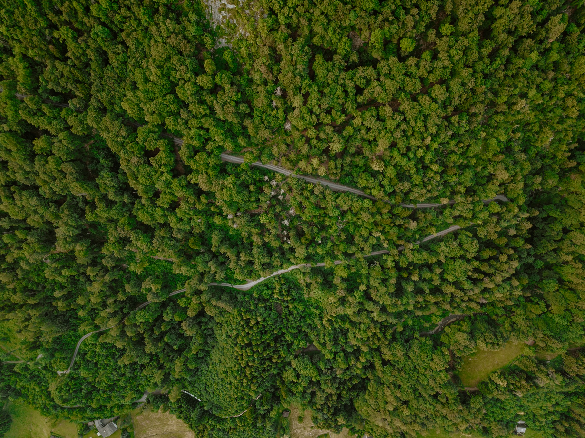 Straße durch einen Nadelwald, Luftaufnahme.
